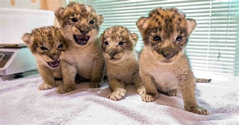 African lion pride swells with birth of 4 cubs at Buffalo Zoo